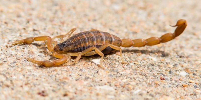 What You Need to Know About Bark Scorpions