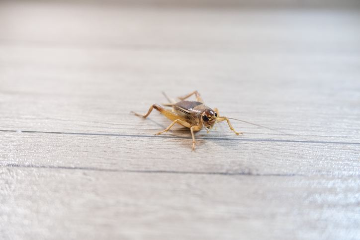cricket