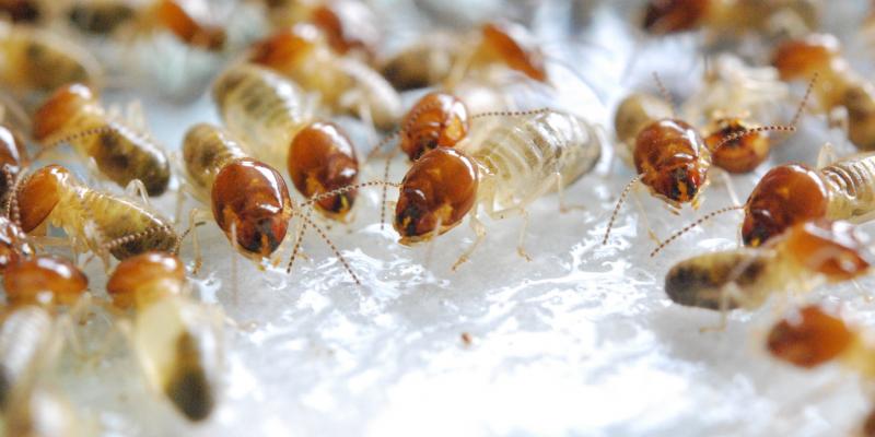 termites