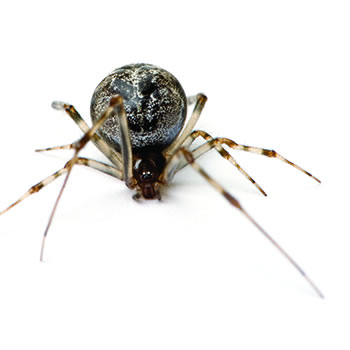 Common House Spiders: House Spider Control & Information