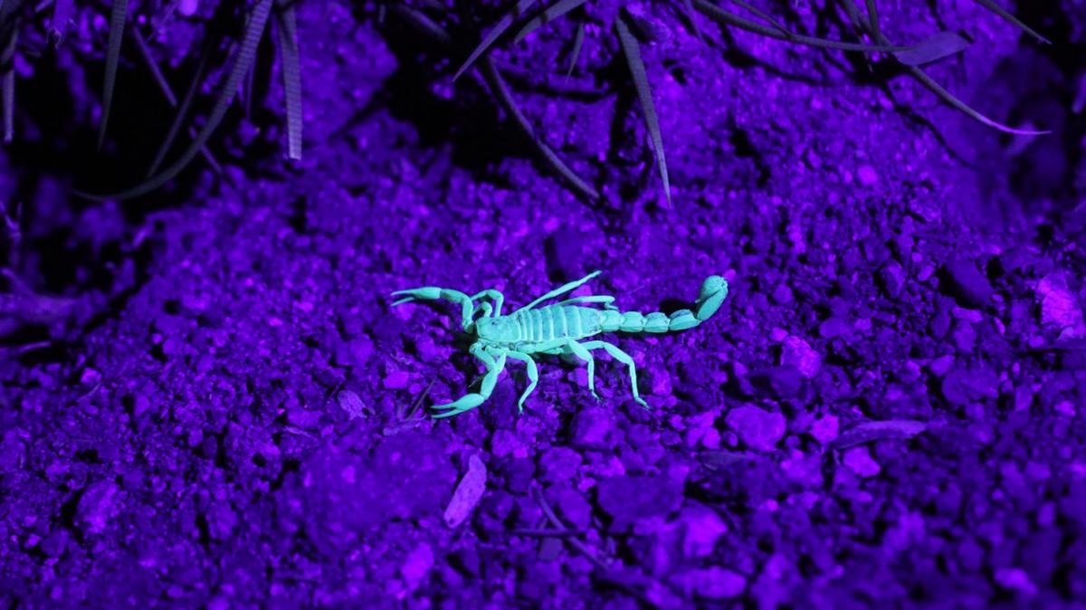 scorpion glowing in a blacklight